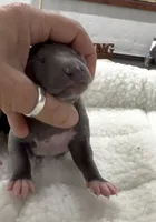 Maple, a female Italian Greyhound for sale in Kingston, OK – 5 of 5