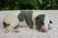 Kiwi, a female Whippet for sale in Kingston, OK – 5 of 7