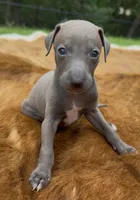 Blizzy, a male Italian Greyhound for sale in Kingston, OK – 2 of 10