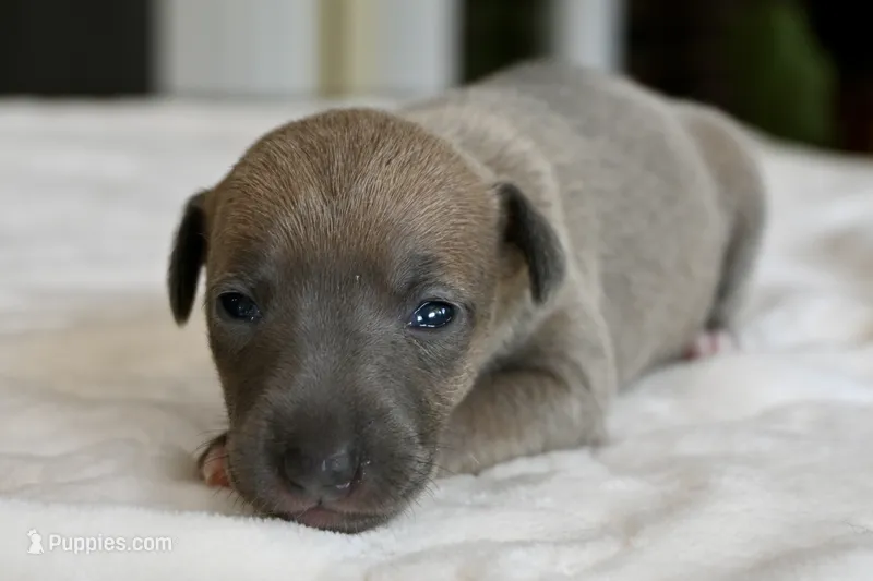Jane – Italian Greyhound puppy for sale in Kingston, OK