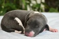 Benson, a male Italian Greyhound for sale in Kingston, OK – 5 of 5
