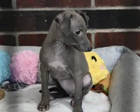 Hailie, a female Italian Greyhound for sale in Kingston, OK – 3 of 10