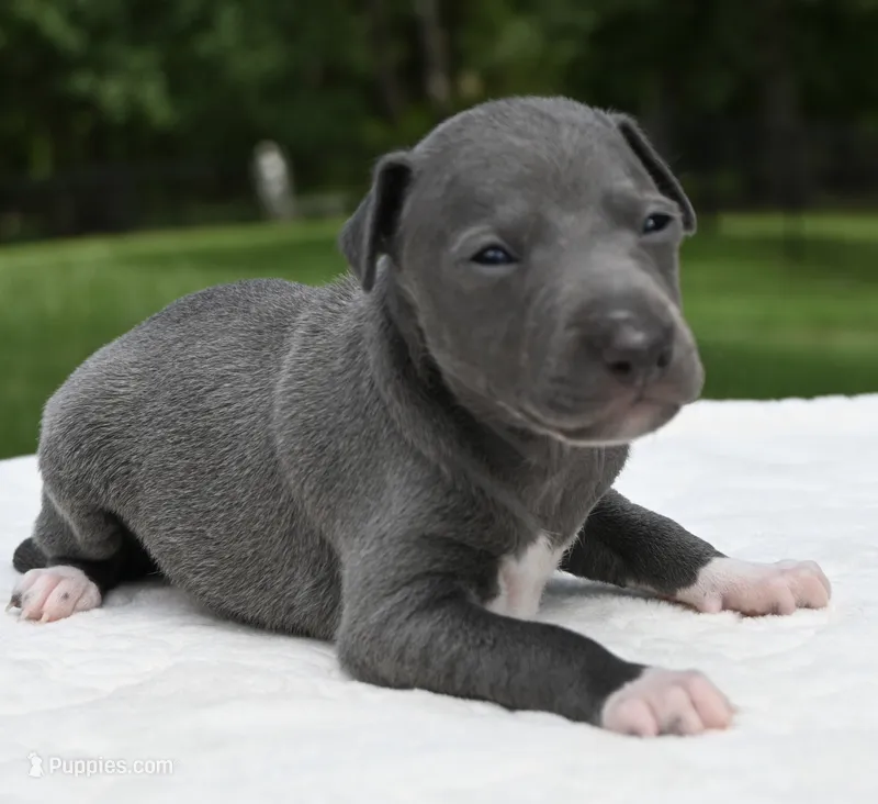 Quartz – Italian Greyhound puppy for sale in Kingston, OK