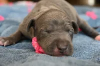 Queenie, a female Italian Greyhound for sale in Kingston, OK – 2 of 5