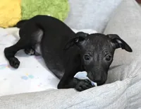 Skylar, a male Italian Greyhound for sale in Kingston, OK – 4 of 10