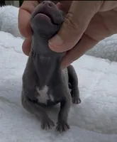 Jane, a female Italian Greyhound for sale in Kingston, OK – 5 of 6