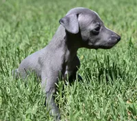 Maynard, a male Italian Greyhound for sale in Kingston, OK – 5 of 10