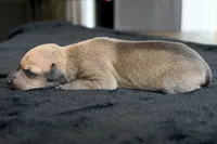Driz, a female Italian Greyhound for sale in Kingston, OK – 4 of 5