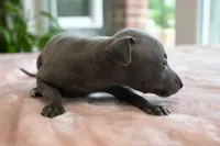 Millie, a female Italian Greyhound for sale in Kingston, OK – 9 of 10