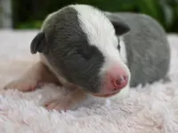 Kiwi, a female Whippet for sale in Kingston, OK – 3 of 7