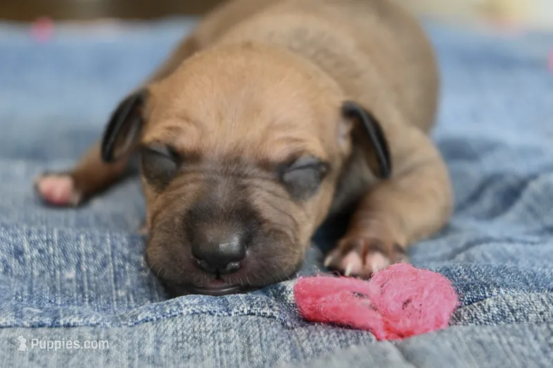 Stormy – Italian Greyhound puppy for sale in Kingston, OK