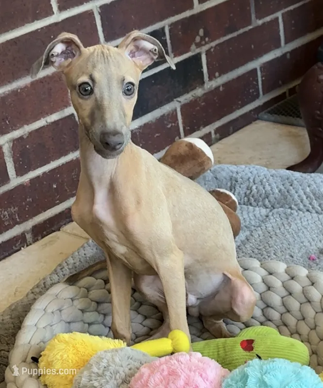 Jaxx – Italian Greyhound puppy for sale in Kingston, OK