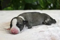 Kit, a female Whippet for sale in Kingston, OK – 4 of 5