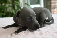 Maple, a female Italian Greyhound for sale in Kingston, OK – 8 of 10