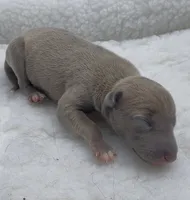 June, a female Italian Greyhound for sale in Kingston, OK – 4 of 6
