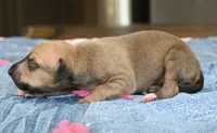 Stormy, a female Italian Greyhound for sale in Kingston, OK – 5 of 5