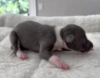 Macho, a male Italian Greyhound for sale in Kingston, OK – 5 of 5