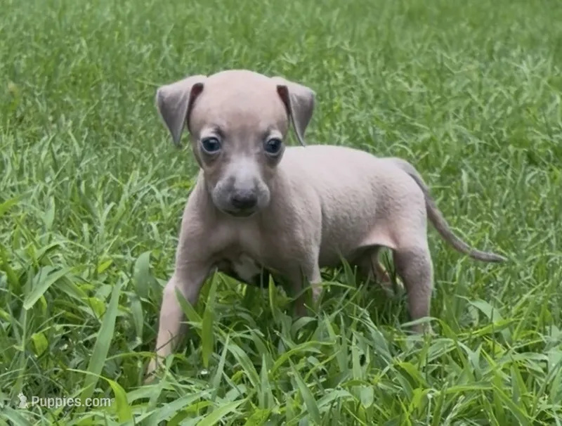 Jaxx – Italian Greyhound puppy for sale in Kingston, OK