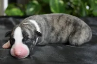Girlie, a female Whippet for sale in Kingston, OK – 4 of 5