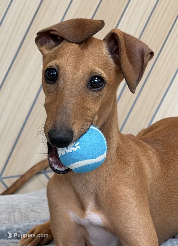 Sandi – Italian Greyhound puppy for sale in Kingston, OK