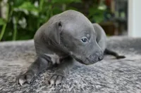 Rae, a female Italian Greyhound for sale in Kingston, OK – 6 of 10