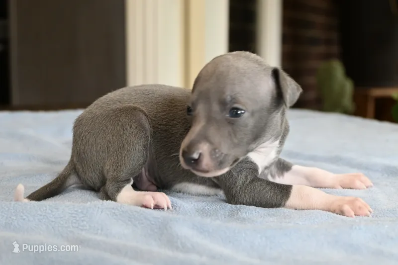 Macho – Italian Greyhound puppy for sale in Kingston, OK