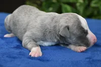 Skylar, a male Whippet for sale in Kingston, OK – 3 of 5