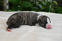 Kinsley, a female Whippet for sale in Kingston, OK – 5 of 5