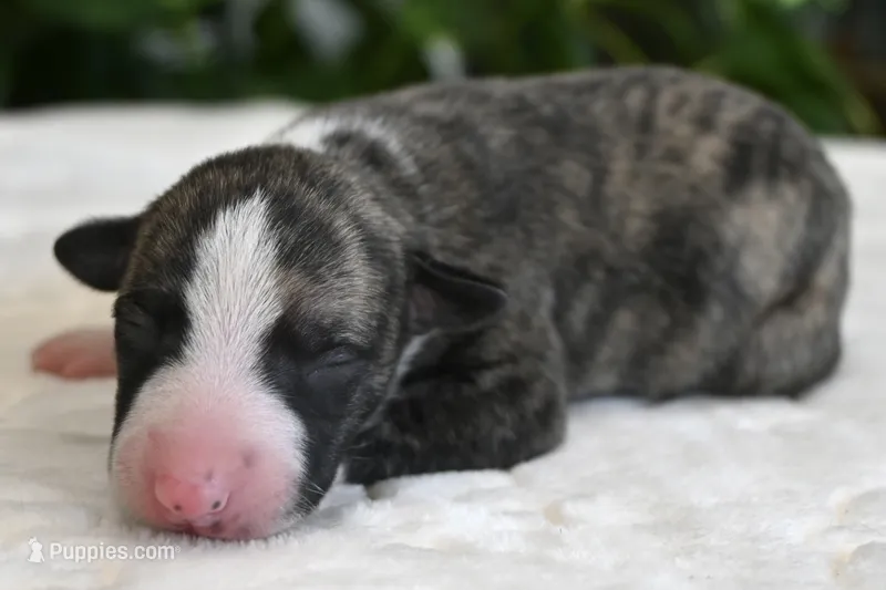 Kinsley – Whippet puppy for sale in Kingston, OK