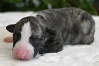 Kinsley, a female Whippet for sale in Kingston, OK – 1 of 5