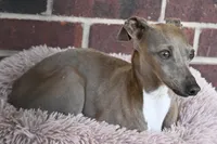 Raisin had her puppies!, a female Italian Greyhound for sale in Kingston, OK – Photo 2 of 5