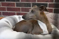 Raisin had her puppies!, a female Italian Greyhound for sale in Kingston, OK – Photo 4 of 5