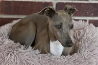 Raisin had her puppies!, a female Italian Greyhound for sale in Kingston, OK – Photo 3 of 5