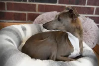 Raisin had her puppies!, a female Italian Greyhound for sale in Kingston, OK – Photo 5 of 5