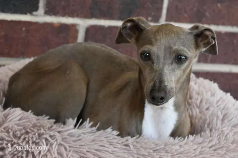 Raisin had her puppies!