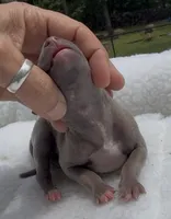 Jersey, a male Italian Greyhound for sale in Kingston, OK – 5 of 5