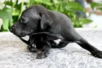 Skylar, a male Italian Greyhound for sale in Kingston, OK – 5 of 10