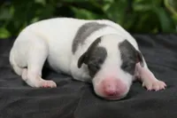 Sienna, a female Whippet for sale in Kingston, OK – 3 of 5