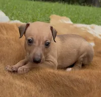 Sandi, a female Italian Greyhound for sale in Kingston, OK – 4 of 10