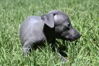 Maple, a female Italian Greyhound for sale in Kingston, OK – 6 of 10