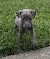 June, a female Italian Greyhound for sale in Kingston, OK – 5 of 9