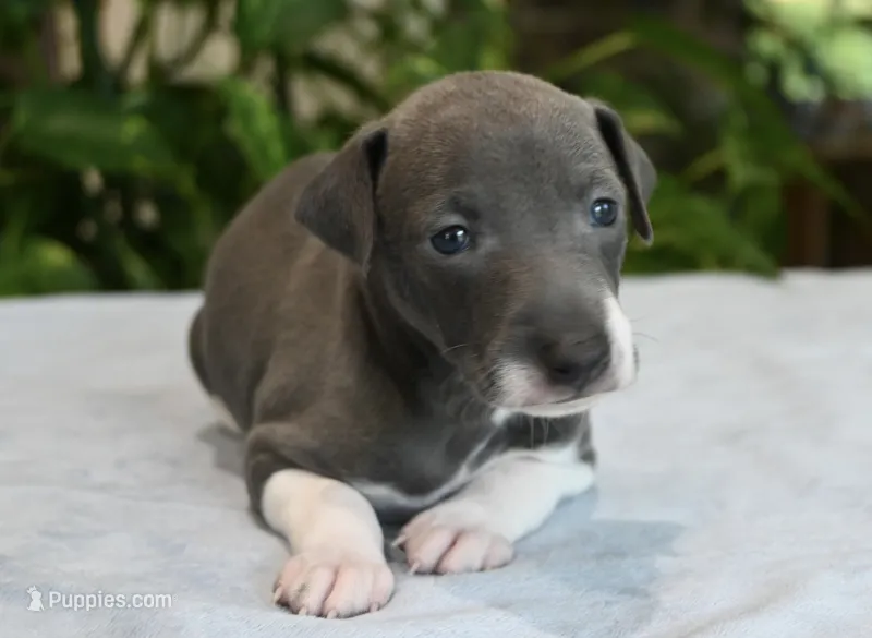 Benson – Italian Greyhound puppy for sale in Kingston, OK