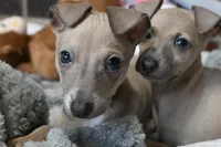 processed/1f76d7e7-a6c2-4118-be0f-c6fc303cdf02/listing/6e664d42-dd00-42ad-abea-e1008950e073/05c40029-1918-4d9a-abe2-26449dcce96d