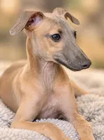 Jasper, a male Italian Greyhound for sale in Kingston, OK – 2 of 10