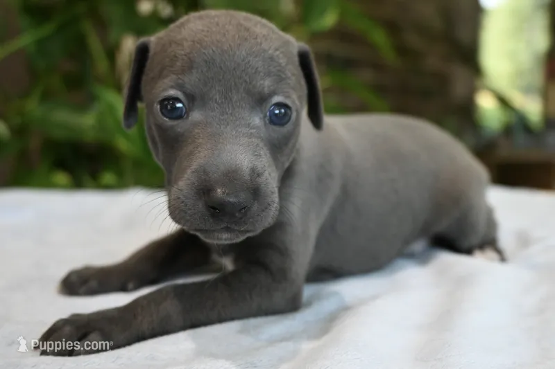Brio – Italian Greyhound puppy for sale in Kingston, OK