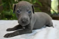 Brio, a male Italian Greyhound for sale in Kingston, OK – 5 of 10