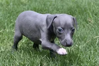 Misa, a female Italian Greyhound for sale in Kingston, OK – 2 of 10