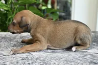 Stormy, a female Italian Greyhound for sale in Kingston, OK – 6 of 10