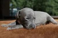 Taz, a male Italian Greyhound for sale in Kingston, OK – 7 of 10