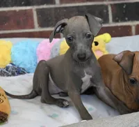 Blizzy, a male Italian Greyhound for sale in Kingston, OK – 4 of 10